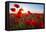 Early Morning Red Poppy Field Scene-Yuriy Kulik-Framed Premier Image Canvas