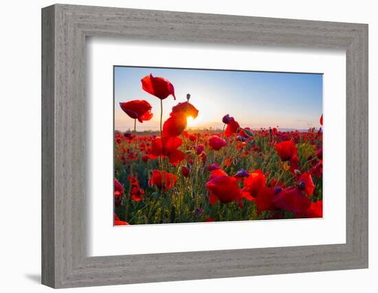 Early Morning Red Poppy Field Scene-Yuriy Kulik-Framed Photographic Print