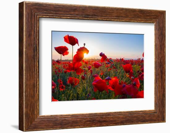 Early Morning Red Poppy Field Scene-Yuriy Kulik-Framed Photographic Print