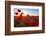 Early Morning Red Poppy Field Scene-Yuriy Kulik-Framed Photographic Print