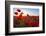 Early Morning Red Poppy Field Scene-Yuriy Kulik-Framed Photographic Print