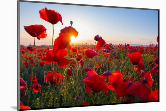 Early Morning Red Poppy Field Scene-Yuriy Kulik-Mounted Photographic Print