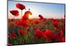 Early Morning Red Poppy Field Scene-Yuriy Kulik-Mounted Photographic Print