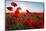 Early Morning Red Poppy Field Scene-Yuriy Kulik-Mounted Photographic Print