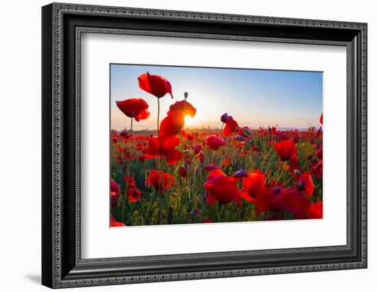 Early Morning Red Poppy Field Scene-Yuriy Kulik-Framed Photographic Print