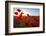 Early Morning Red Poppy Field Scene-Yuriy Kulik-Framed Photographic Print