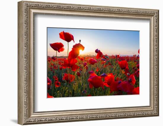 Early Morning Red Poppy Field Scene-Yuriy Kulik-Framed Premium Photographic Print