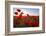 Early Morning Red Poppy Field Scene-Yuriy Kulik-Framed Premium Photographic Print