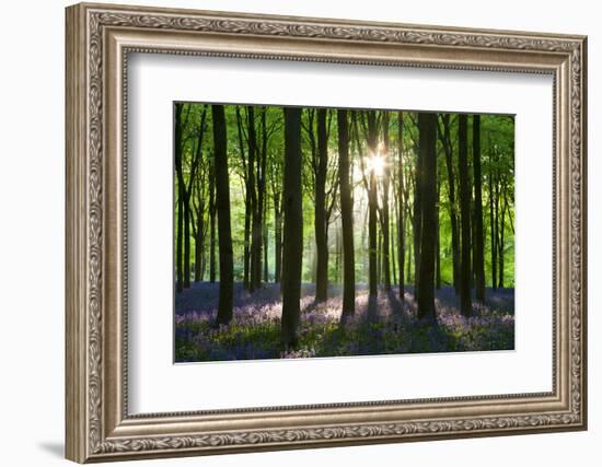 Early Morning Sunlight in West Woods Bluebell Woodland, Lockeridge, Wiltshire, England. Spring-Adam Burton-Framed Photographic Print
