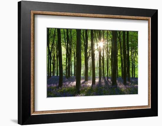 Early Morning Sunlight in West Woods Bluebell Woodland, Lockeridge, Wiltshire, England. Spring-Adam Burton-Framed Photographic Print