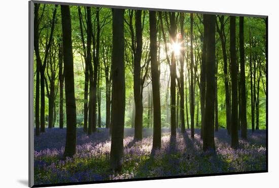 Early Morning Sunlight in West Woods Bluebell Woodland, Lockeridge, Wiltshire, England. Spring-Adam Burton-Mounted Photographic Print