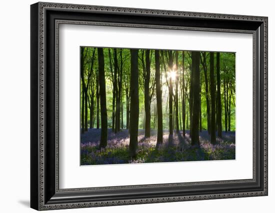 Early Morning Sunlight in West Woods Bluebell Woodland, Lockeridge, Wiltshire, England. Spring-Adam Burton-Framed Photographic Print