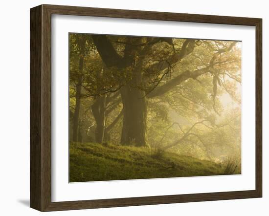 Early morning sunlight on the autumnal trees at Park Brow, Cumbria, England, United Kingdom, Europe-Jon Gibbs-Framed Photographic Print