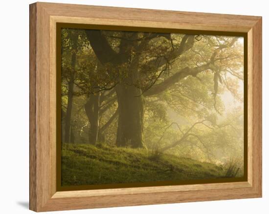 Early morning sunlight on the autumnal trees at Park Brow, Cumbria, England, United Kingdom, Europe-Jon Gibbs-Framed Premier Image Canvas