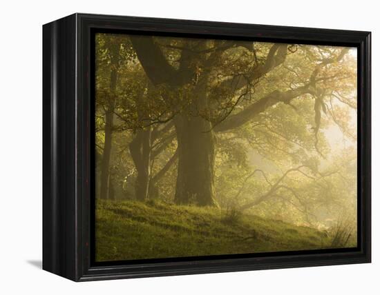 Early morning sunlight on the autumnal trees at Park Brow, Cumbria, England, United Kingdom, Europe-Jon Gibbs-Framed Premier Image Canvas