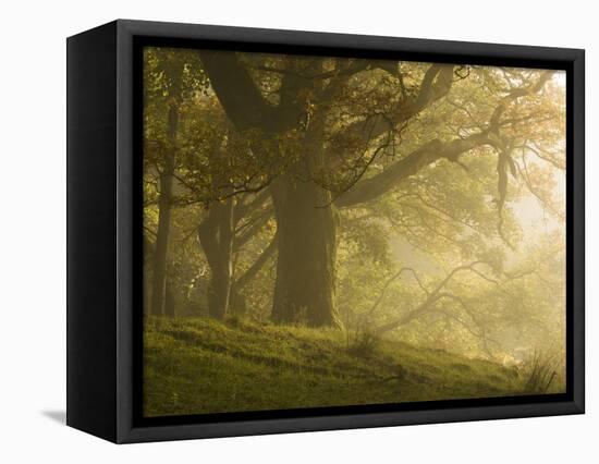 Early morning sunlight on the autumnal trees at Park Brow, Cumbria, England, United Kingdom, Europe-Jon Gibbs-Framed Premier Image Canvas