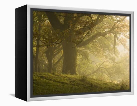 Early morning sunlight on the autumnal trees at Park Brow, Cumbria, England, United Kingdom, Europe-Jon Gibbs-Framed Premier Image Canvas