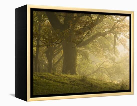 Early morning sunlight on the autumnal trees at Park Brow, Cumbria, England, United Kingdom, Europe-Jon Gibbs-Framed Premier Image Canvas