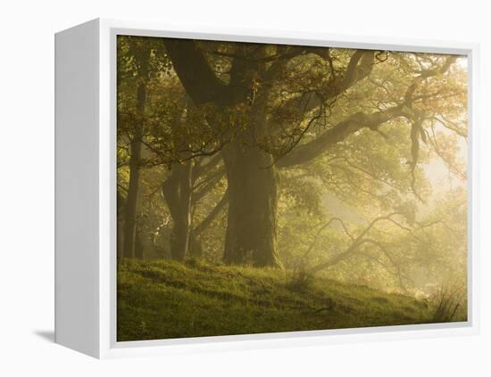 Early morning sunlight on the autumnal trees at Park Brow, Cumbria, England, United Kingdom, Europe-Jon Gibbs-Framed Premier Image Canvas