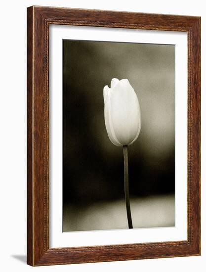 Early Morning Tulip-Jerry Koontz-Framed Giclee Print