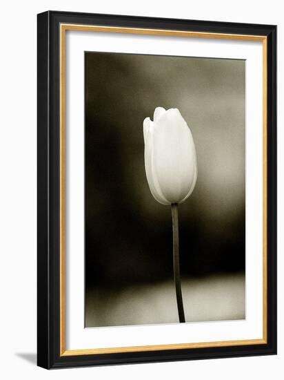 Early Morning Tulip-Jerry Koontz-Framed Giclee Print