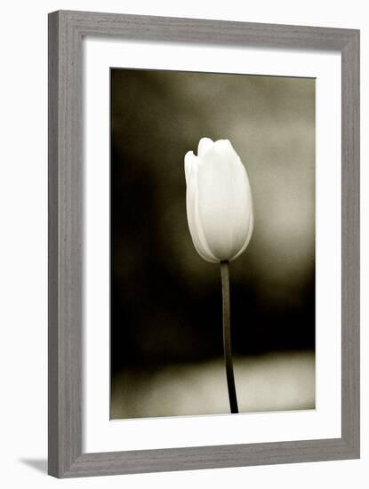 Early Morning Tulip-Jerry Koontz-Framed Giclee Print