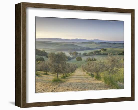 Early Morning View across Val D'Orcia from Field of Olive Trees, San Quirico D'Orcia, Near Pienza-Lee Frost-Framed Photographic Print