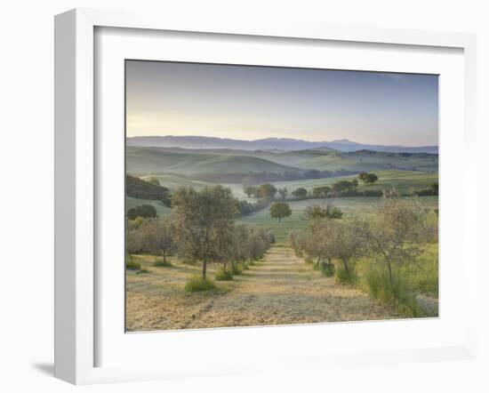 Early Morning View across Val D'Orcia from Field of Olive Trees, San Quirico D'Orcia, Near Pienza-Lee Frost-Framed Photographic Print