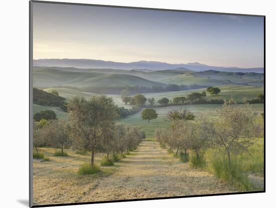 Early Morning View across Val D'Orcia from Field of Olive Trees, San Quirico D'Orcia, Near Pienza-Lee Frost-Mounted Photographic Print