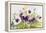 Early Pansies-Joanne Porter-Framed Premier Image Canvas