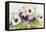 Early Pansies-Joanne Porter-Framed Premier Image Canvas