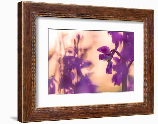 Early Purple Orchid in flower, Broxwater, Cornwall, UK-Ross Hoddinott-Framed Photographic Print