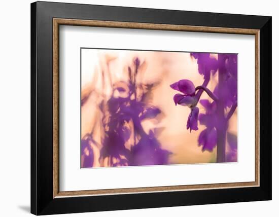 Early Purple Orchid in flower, Broxwater, Cornwall, UK-Ross Hoddinott-Framed Photographic Print