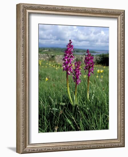 Early Purple Orchid (Orchis Mascula), Arnside Knott, Heathwaite, Cumbria, England-Steve & Ann Toon-Framed Photographic Print