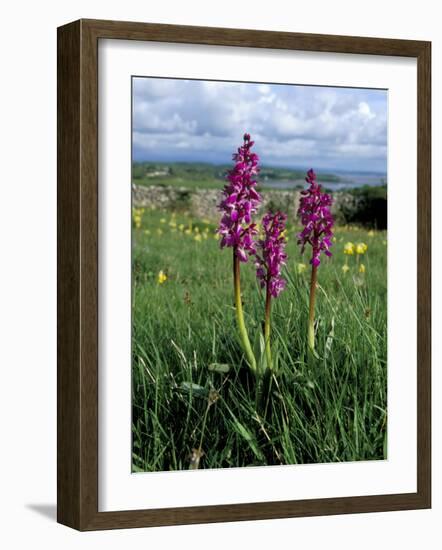 Early Purple Orchid (Orchis Mascula), Arnside Knott, Heathwaite, Cumbria, England-Steve & Ann Toon-Framed Photographic Print