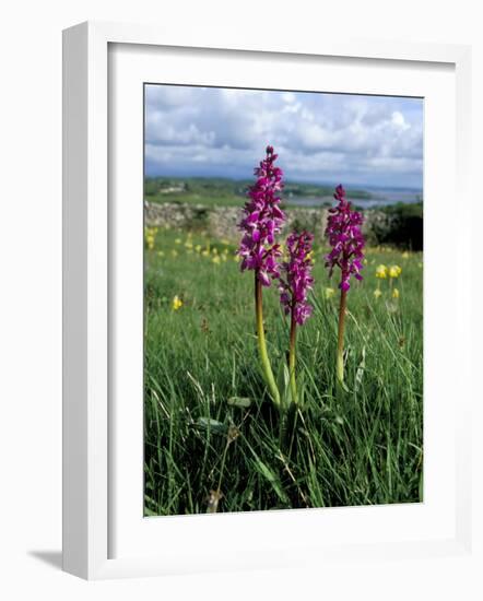 Early Purple Orchid (Orchis Mascula), Arnside Knott, Heathwaite, Cumbria, England-Steve & Ann Toon-Framed Photographic Print