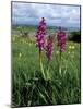 Early Purple Orchid (Orchis Mascula), Arnside Knott, Heathwaite, Cumbria, England-Steve & Ann Toon-Mounted Photographic Print