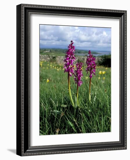 Early Purple Orchid (Orchis Mascula), Arnside Knott, Heathwaite, Cumbria, England-Steve & Ann Toon-Framed Photographic Print