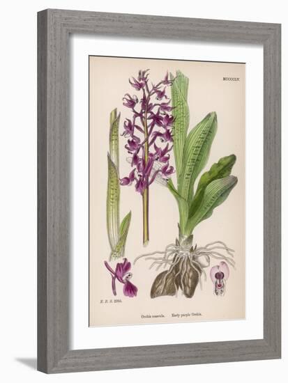 Early Purple Orchid-null-Framed Art Print