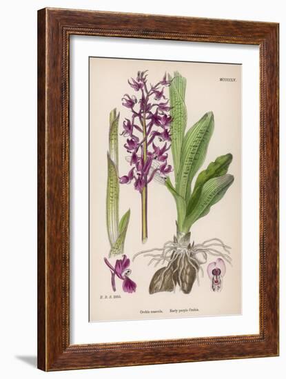 Early Purple Orchid-null-Framed Art Print