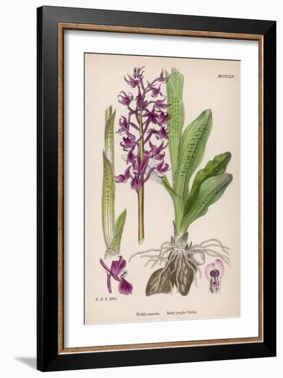 Early Purple Orchid-null-Framed Art Print