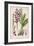 Early Purple Orchid-null-Framed Art Print