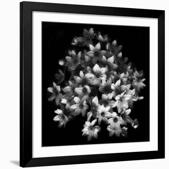 Early Sensation-Yvette Depaepe-Framed Giclee Print