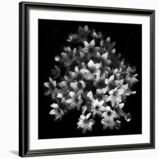 Early Sensation-Yvette Depaepe-Framed Giclee Print