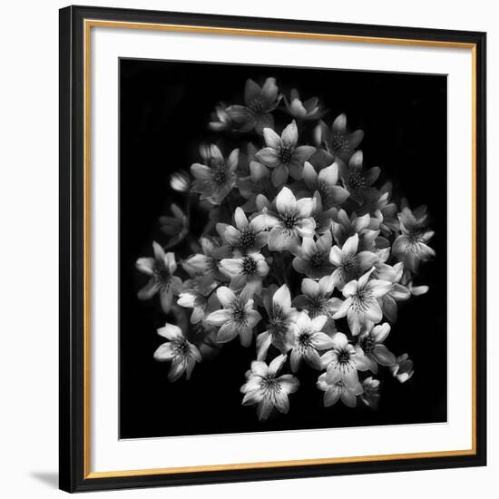 Early Sensation-Yvette Depaepe-Framed Giclee Print