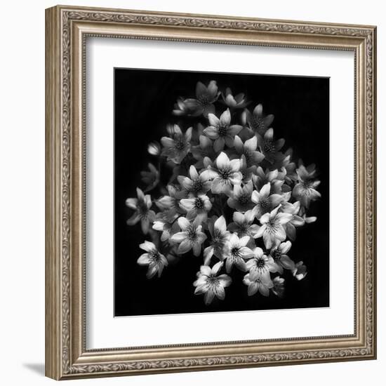 Early Sensation-Yvette Depaepe-Framed Art Print