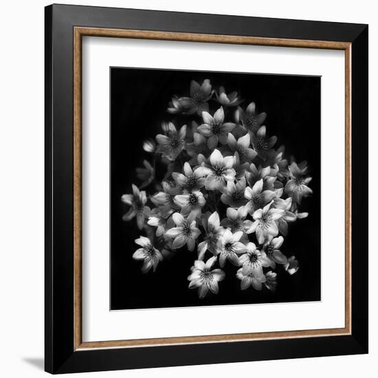 Early Sensation-Yvette Depaepe-Framed Art Print