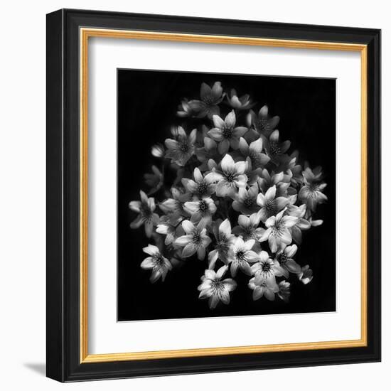 Early Sensation-Yvette Depaepe-Framed Art Print