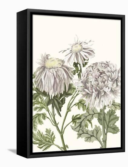 Early Spring Chrysanthemums I-Naomi McCavitt-Framed Stretched Canvas