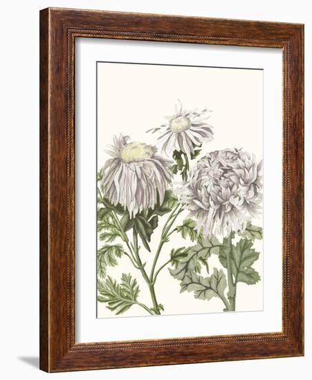 Early Spring Chrysanthemums I-Naomi McCavitt-Framed Art Print